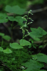 Neottia convallarioides
