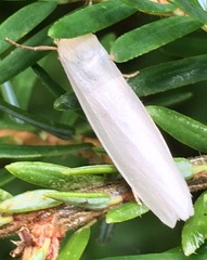 Crambidia xanthocorpa