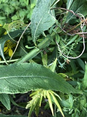 Verbesina alternifolia