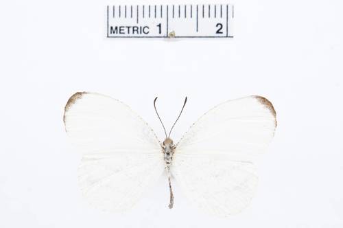 Immaculate Wood White