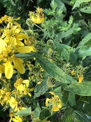 Verbesina alternifolia