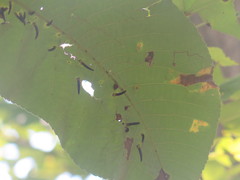Caryomyia subulata