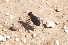 Cicindela obsoleta