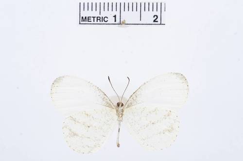 Immaculate Wood White