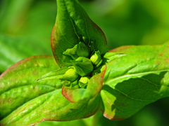 Hypericum graveolens