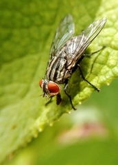 Sarcophagidae