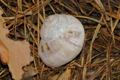 Helix pomatia