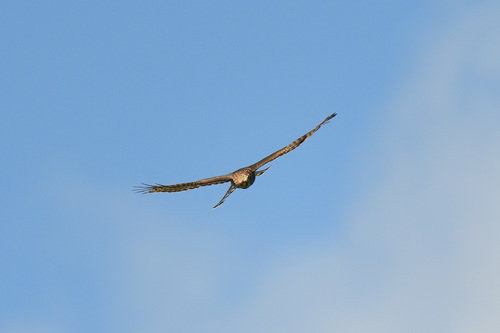 Cooper's Hawk photographed in New Jersey