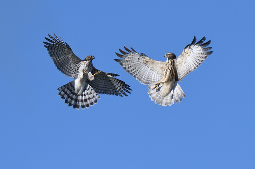 Red-shouldered Hawk photographed in New Jersey