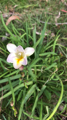 Freesia leichtlinii