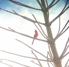 Cardinalis phoeniceus