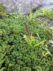 Liatris helleri