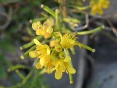 Rorippa sylvestris
