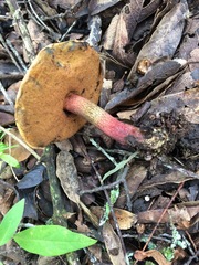 Exsudoporus floridanus