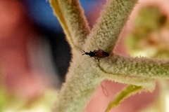 Scatopsidae