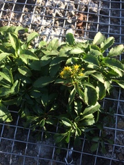 Solidago spithamaea
