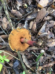 Exsudoporus floridanus