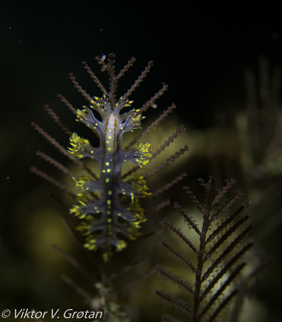 Yellow Sea Slug Of Rland From Rland Norge On September 18 2018 At   Large 