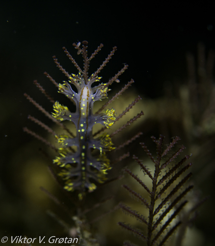 Yellow Sea Slug Of ØRland