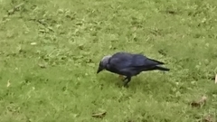 Corvus monedula