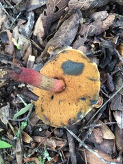 Exsudoporus floridanus