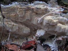 Sarcodontia