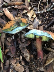 Exsudoporus floridanus