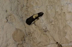 Acontiini