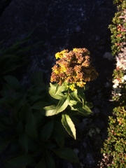 Solidago spithamaea