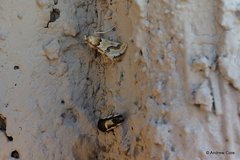 Pseudoschinia elautalis