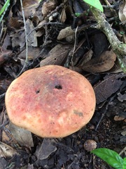 Exsudoporus floridanus
