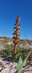 Lachenalia variegata
