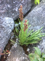Liatris helleri