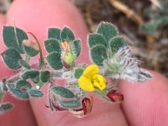 Acmispon heermannii orbicularis