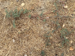 Acmispon heermannii orbicularis