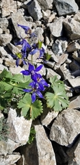 Delphinium glareosum