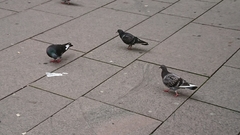 Columba livia domestica