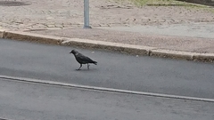 Corvus monedula