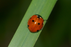 Coccinella septempunctata