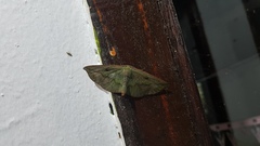 Omiza lycoraria