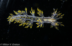 Dendronotus yrjargul