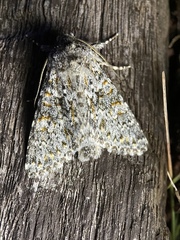 Polymixis flavicincta