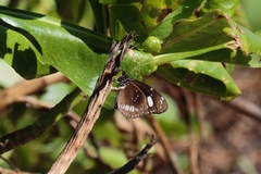 Euploea lewinii