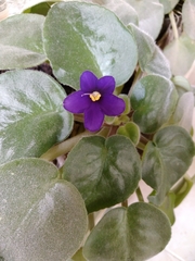 Streptocarpus ionanthus grotei