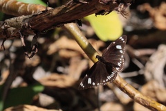 Euploea lewinii
