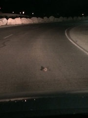 Chordeiles acutipennis