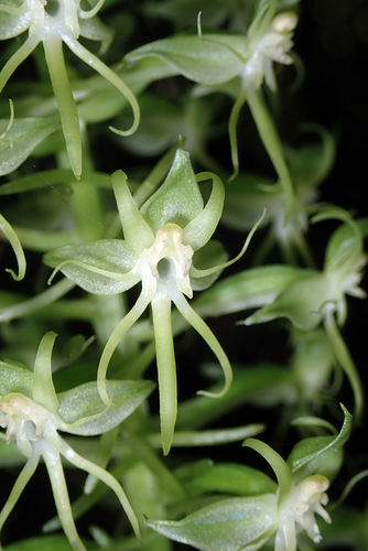 Habenaria amplifolia observed 2020-09-06