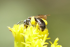 Protandrena andrenoides