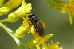 Protandrena andrenoides