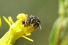 Protandrena andrenoides